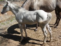 Mr.Secret Combinasjon