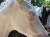 Mr.Secret Combinasjon